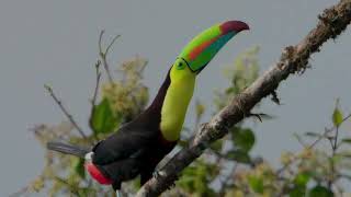 KeelBilled Toucan defending his perch in Costa Rica [upl. by Rahm375]