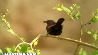 Birds of israel  Tristrams Starling  טריסטרמית [upl. by Hanonew]