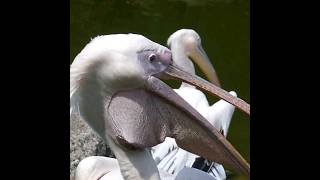 😲🔥Pelican जो साब कुछ खा जाते है shots animals [upl. by Kirre]