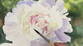 How to Paint a Peony Flower in Watercolor [upl. by Brennen]