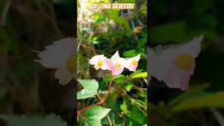 Begonia silvestre 🌸🌼🌸☘️🌿🌎🇬🇹agricultura flowers nature garden [upl. by Wendeline741]