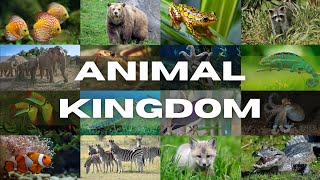 Class 11 Biology  Animal Kingdom NCERT  cbseboard neet ncert [upl. by Fabri]