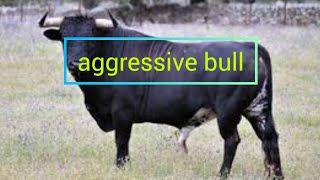 Bull fight  bull attack [upl. by Dnalevelc]