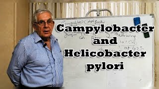 Campylobacter and Helicobacter pylori  العطيفة و جرثومة المعدة [upl. by Walburga]