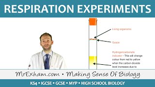 Respiration Experiments  GCSE Biology 91 [upl. by Hestia]