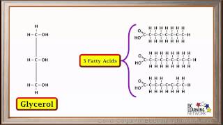 WCLN  Synthesis and hydrolysis of fats  Biology [upl. by Riegel859]