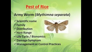 Army Worm or climbing worm Major pest of Rice  Mythimna separata pest detail  BScHonoursAg [upl. by Cyrill]