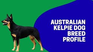 Australian Kelpie Dog Breed Profile [upl. by Halden]