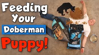 What to Feed a Doberman Puppy—and How to Do It RIGHT [upl. by Aisor873]