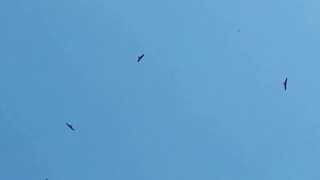 Black Kite Milvus migrans in Mecca طائر الحدأة السوداء في مكة [upl. by China539]