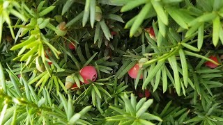 Yew tree  Poisonous Plant [upl. by Seumas485]