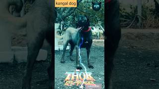 Kangal dog कंगाल डॉग इन इंडिया 🤑 trending shorts kangaldog viralvideo [upl. by Atnoed80]