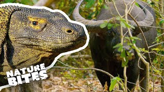 Komodo Dragon Eats Buffalo  Nature Bites [upl. by Zwiebel]