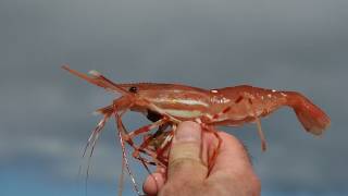 Shrimping in Elliott Bay [upl. by Ynohtnaeoj]