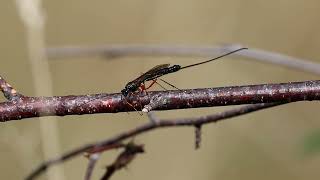 Ichneumon Wasp Ephialtes manifestator [upl. by Eyaf331]