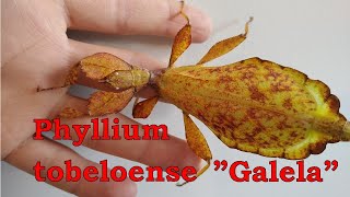 Phyllium tobeloense quotGalelaquot [upl. by Rosalinda]