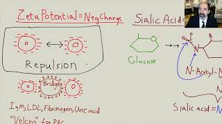 Atherosclerosis part 1 [upl. by Ban]