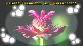 PROPIEDADES Y USOS DEL ACEITE ESENCIAL DE BERGAMOTA [upl. by Berck828]