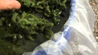 Green Gobs of Freshwater Sponge [upl. by Notlem]