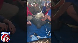 Rescued manatees were returned to the water [upl. by Jollenta592]