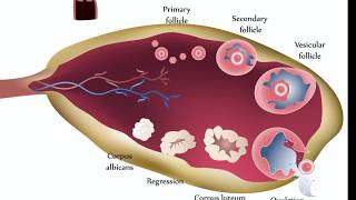 Ovarian Cysts [upl. by Adnesor]