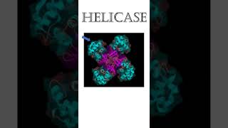 Helicase Tamil [upl. by Okika562]