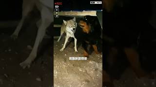 Aggressive wolf vs huge Tibetan Mastiff dog shorts ytshorts viralshorts wolf [upl. by Ahsirtap]