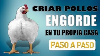 ¿Como Criar Pollos de Engorde en Tu Propia Casa [upl. by Ahsiken]