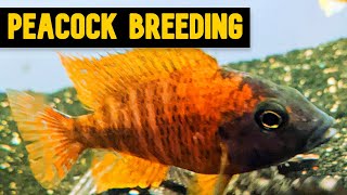 Peacock Cichlids Tips and Tricks for Successful Breeding [upl. by Sergeant263]