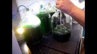 How to Culture Phytoplankton [upl. by Natala]