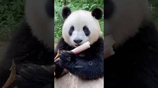 Why this man stealing baby panda [upl. by Anilram]