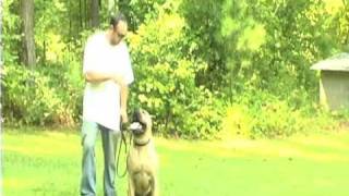 Presa Canario Training in the Yard II [upl. by Cassy832]