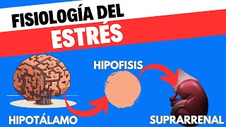 Fisiología del eje HipotálamoHipófisisSuprarrenal [upl. by Ianej599]