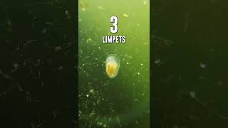 Aquarium Pests 🪱 3 That Benefit Your Aquarium Ecosystem [upl. by Edythe]