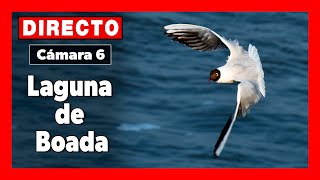 🦆 Vida Salvaje Cámara 6  Palencia LAGUNA de BOADA 🔴 DIRECTO [upl. by Verina373]