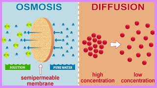 Osmosis and Diffusion How Cells Stay Alive The Cells Secret Transport System  Biology [upl. by Ahcarb]