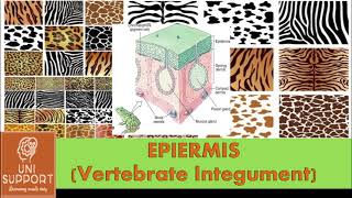 Structure of Animal Skin  Structure and Functions of Epidermis [upl. by Okajima]