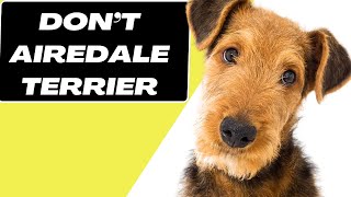 7 Reasons You SHOULD NOT Get a Airedale Terrier [upl. by Dleifrag]