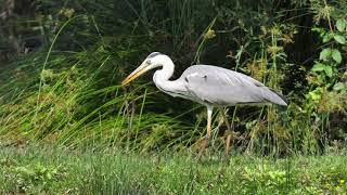 Airone cenerino Ardea cinerea cattura serpe [upl. by Hehre]