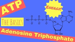 What is ATP amp Where Does ATP Come From [upl. by Durnan]