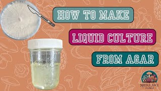 How to make Liquid Culture using Agar Agar to LC [upl. by Zampino]