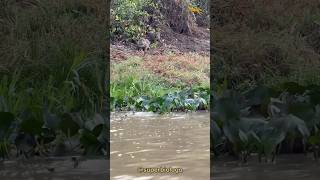 Nutria Jugando con Leopardos 🐆🤣 Final inesperado 🤣🤣🙉 [upl. by Aleil]