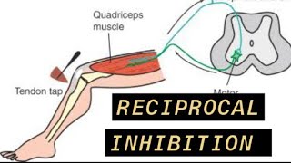 Reciprocal Inhibition [upl. by Aisirtap378]