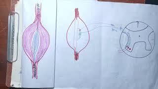 guyton chapter 55 part 5 Golgi tendon organgolgi tendon reflexe gold tendon organ in Hindimbbs [upl. by Kant]