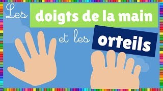 Le nom des doigts de la main et les orteils [upl. by Sanchez]