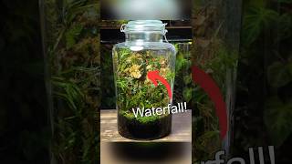 Creating a Waterfall Terrarium  Part 1 [upl. by Colene392]