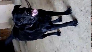 lab dog barking angry  Angry Labrador dog  Black labdog barking  LABRADOR BLACK  barking dog [upl. by Milas]