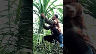 Unique Technique of Farming Sugarcane farming sugarcane satisfying [upl. by Elspeth241]