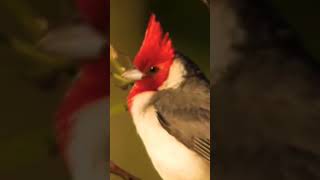 Cardinalis Documentary cardenal [upl. by Eittam]