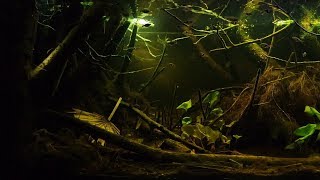 BADC2018  Peat swamp forest in Selangor Malaysia 375 L [upl. by Obie]